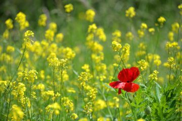 poppy, free background, only-1819645.jpg