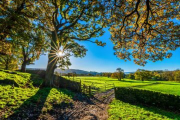 cerca árvore fazenda sítio chácara natureza